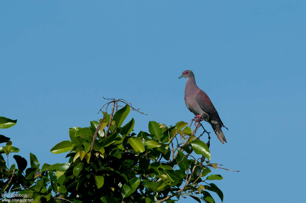 Pigeon roussetadulte, pigmentation, Comportement