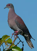 Pale-vented Pigeon