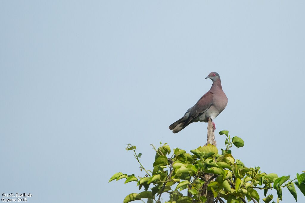 Pigeon rousset