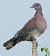 Pale-vented Pigeon