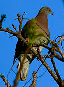 Pigeon rousset
