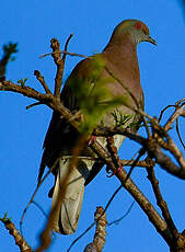 Pigeon rousset