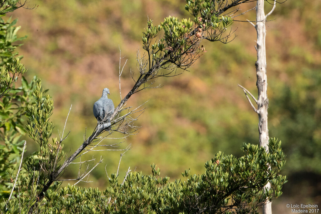 Trocaz Pigeon