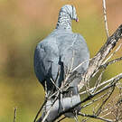 Pigeon trocaz