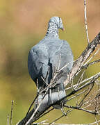 Trocaz Pigeon