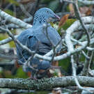 Pigeon trocaz