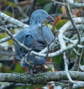 Trocaz Pigeon