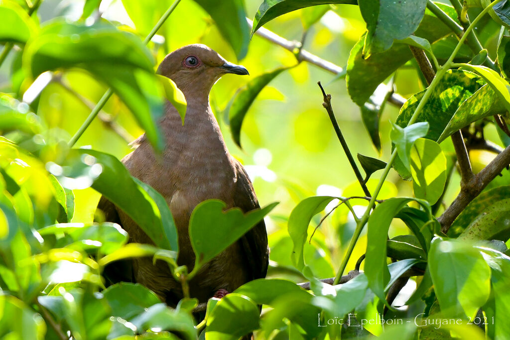 Ruddy Pigeon