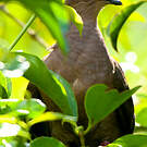 Pigeon vineux