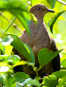 Pigeon vineux