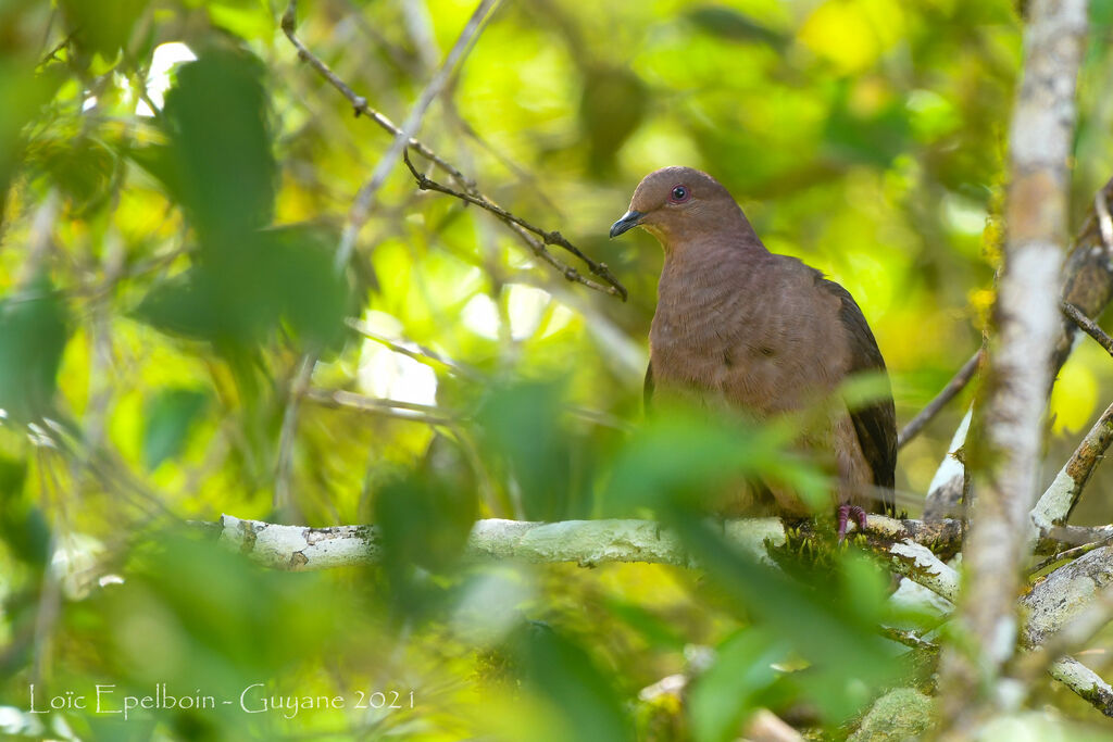 Ruddy Pigeon