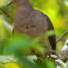 Pigeon vineux