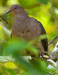 Pigeon vineux