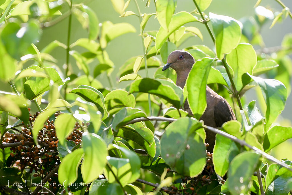 Ruddy Pigeon