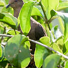 Pigeon vineux