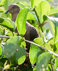 Pigeon vineux