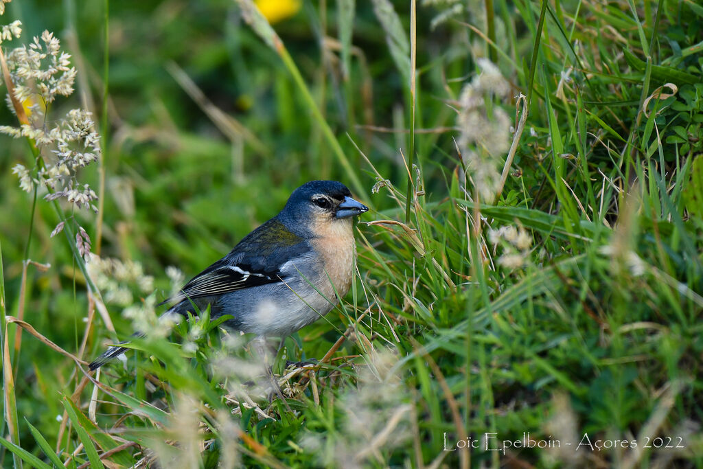 Azores Chaffinch