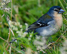 Azores Chaffinch