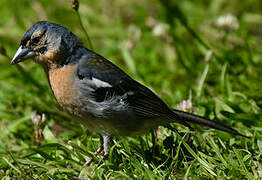 Azores Chaffinch