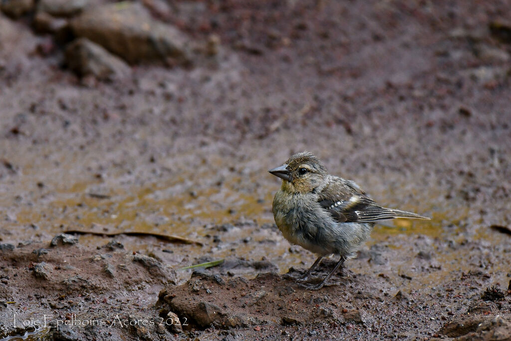 Azores Chaffinch