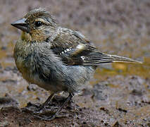 Azores Chaffinch