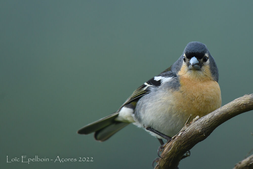 Azores Chaffinch