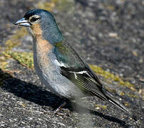 Azores Chaffinch