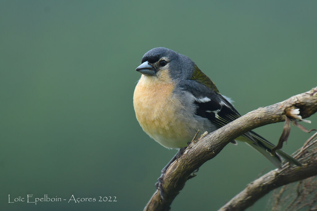 Azores Chaffinch