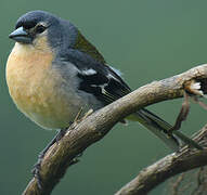 Azores Chaffinch