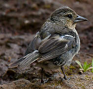 Azores Chaffinch