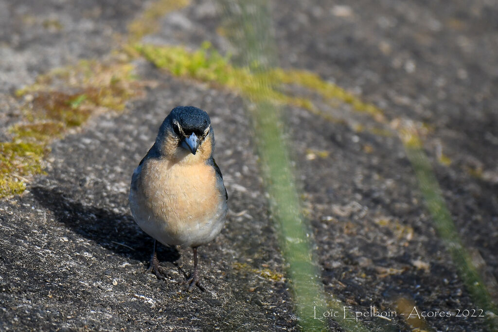 Azores Chaffinch