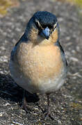 Azores Chaffinch