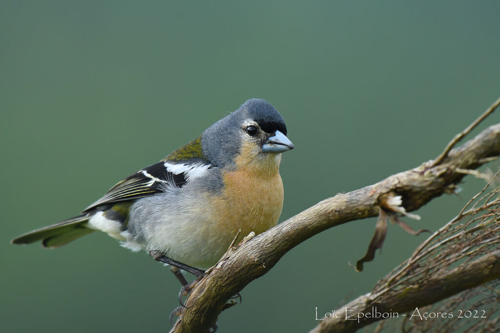 Azores Chaffinch