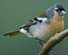 Azores Chaffinch