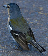 Azores Chaffinch