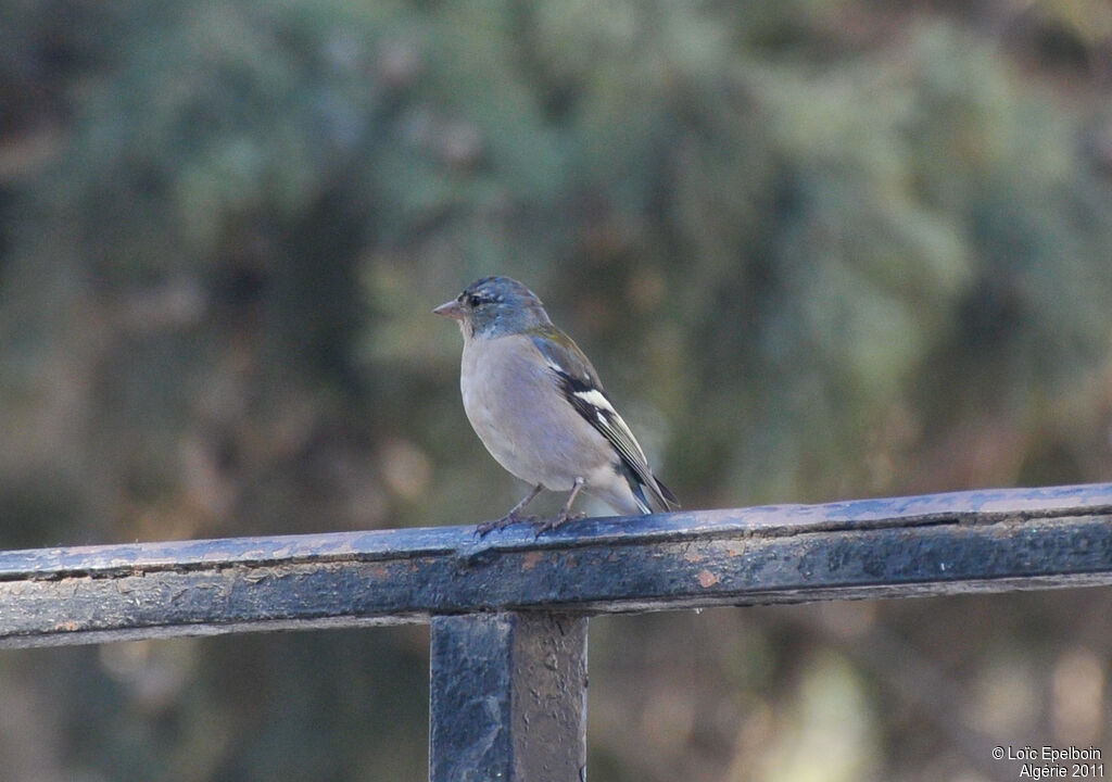 African Chaffinch