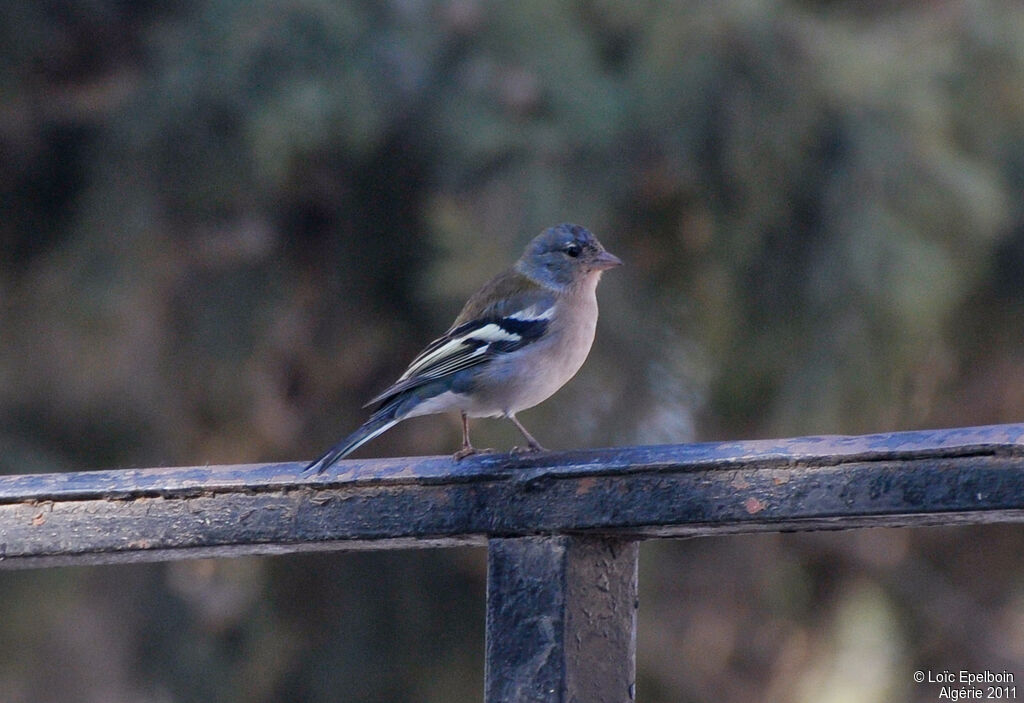 African Chaffinch