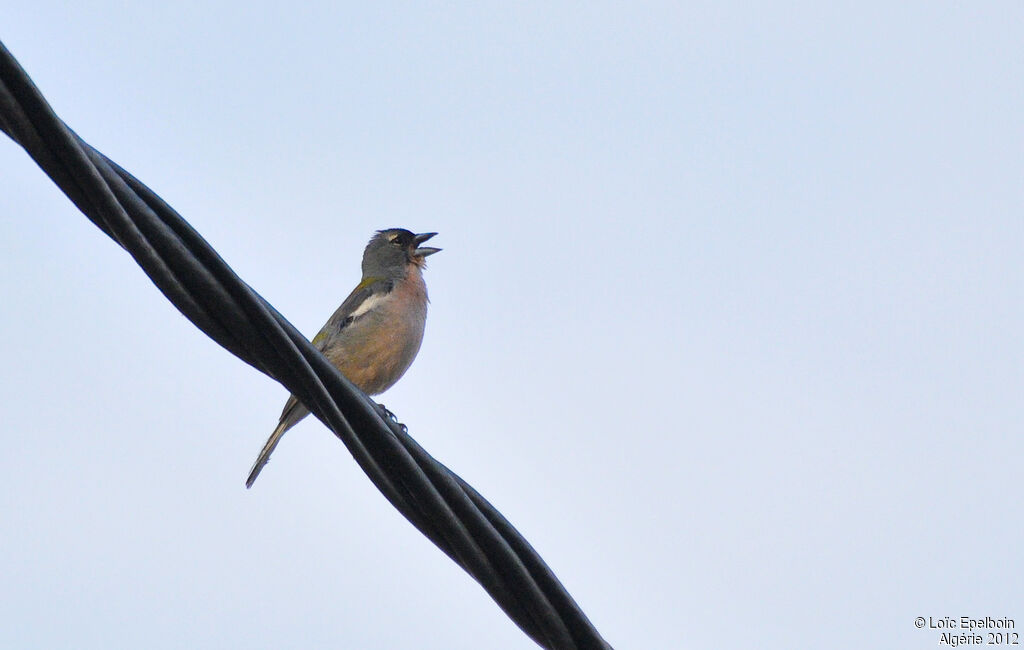 Common Chaffinch (spodiogenys)