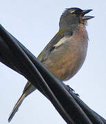 African Chaffinch