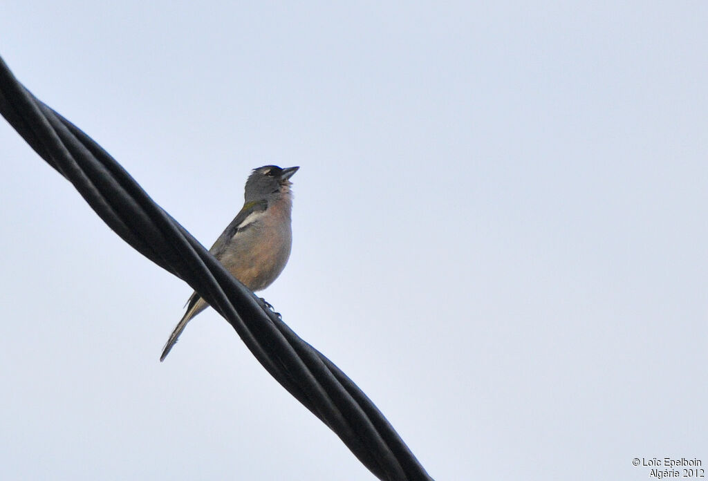 Common Chaffinch (spodiogenys)