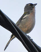 African Chaffinch