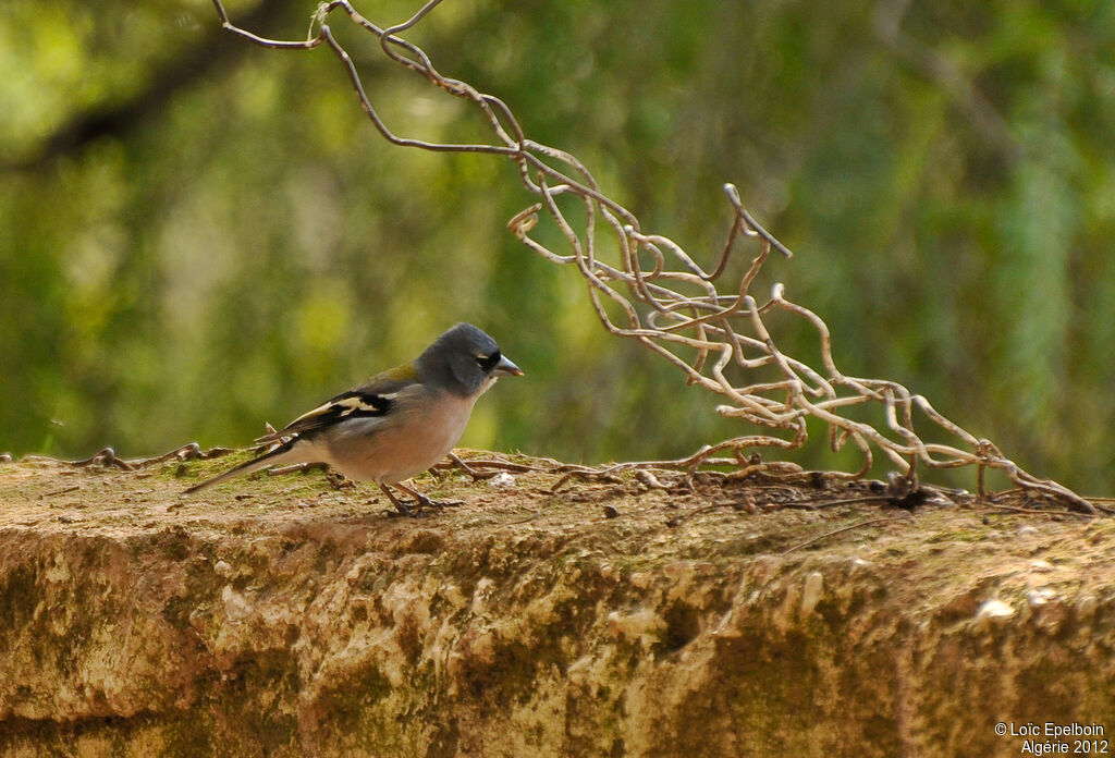 Common Chaffinch (spodiogenys)