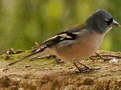 African Chaffinch