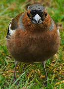 Common Chaffinch