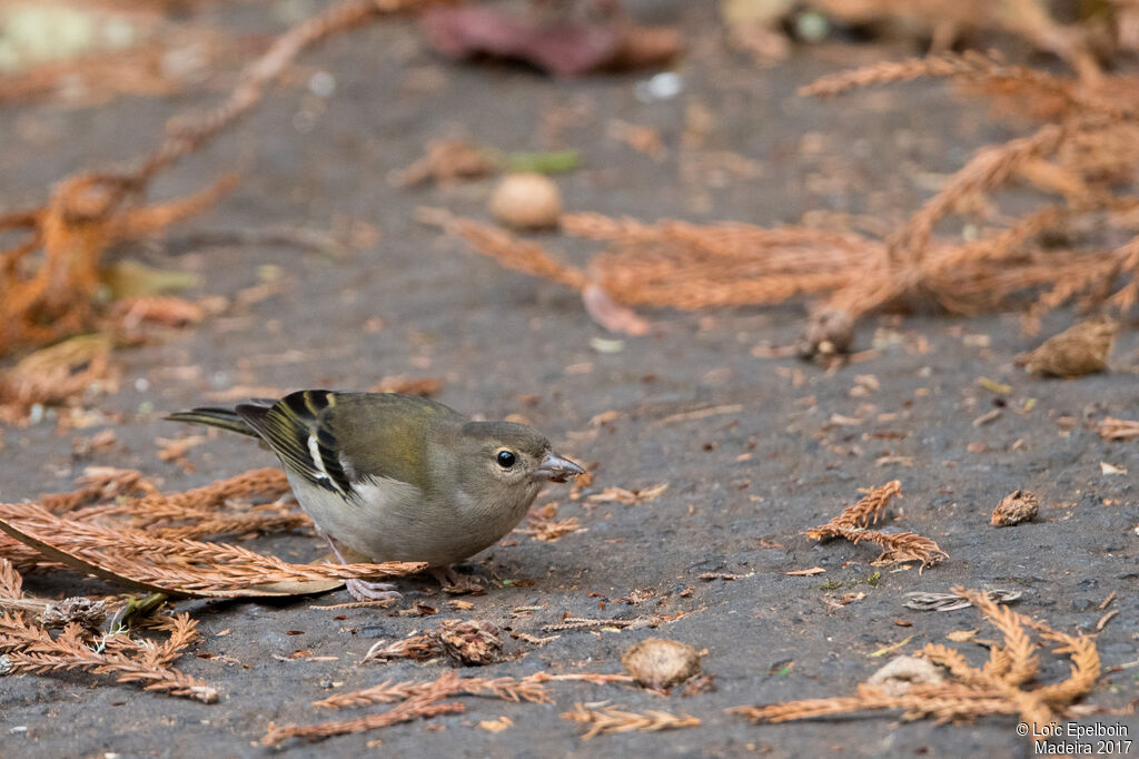 Eurasian Chaffinch