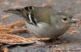 Common Chaffinch