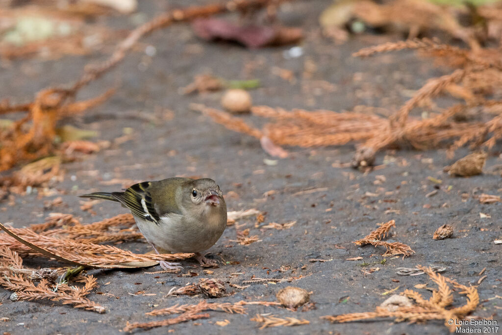 Common Chaffinch