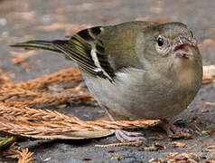 Eurasian Chaffinch