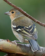 Common Chaffinch