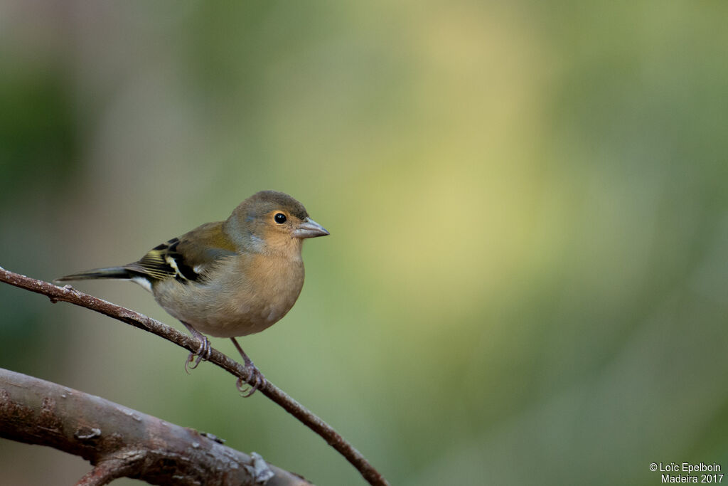 Common Chaffinch